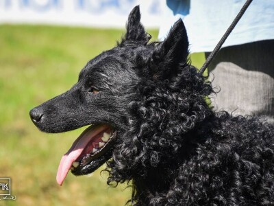 15. Specijalna izložba Tornjaka i Hrvatskih ovčara