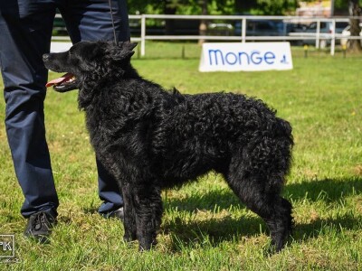 15. Specijalna izložba Tornjaka i Hrvatskih ovčara