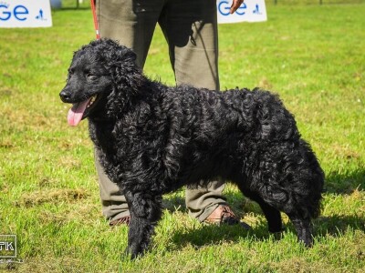 15. Specijalna izložba Tornjaka i Hrvatskih ovčara