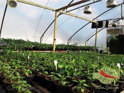 Sadnice za ljutomane