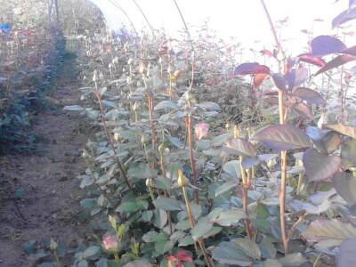 Ruže porodice Lazarević iz sela Maskare kod Varvarina