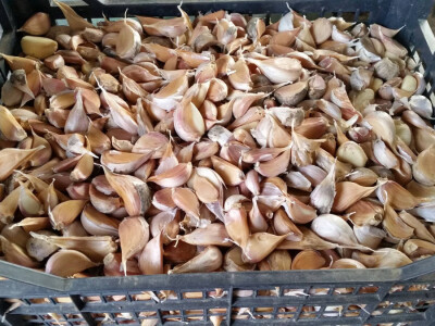 Češnjevi biljke se dehidriraju