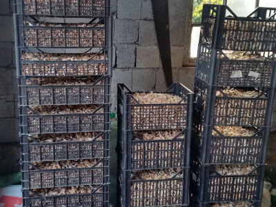 Za sjeme najbolji je vlastiti češnjak