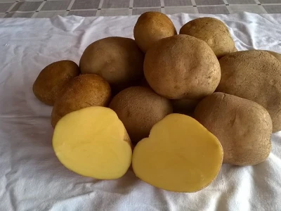 Bijeli krumpir