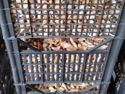 Za sjetvu se ostavlja i 700 kg češnjaka