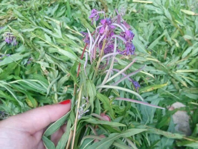 Una bilje iz Bihaća