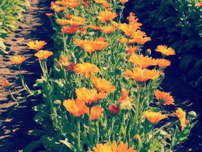 Una bilje iz Bihaća