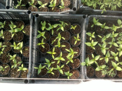 jasna-gojcic-proizvodi11