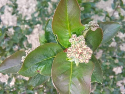 Plantaža aronije porodice Džamić iz okoline Aleksandrovca