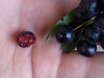 Plantaža aronije porodice Džamić iz okoline Aleksandrovca