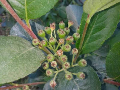 Plantaža aronije porodice Džamić iz okoline Aleksandrovca