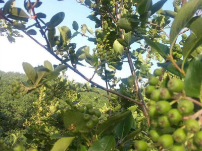 Plantaža aronije porodice Džamić iz okoline Aleksandrovca