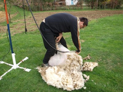 Bowenova tehnika šišanja ovaca