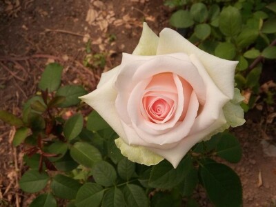 Ruže porodice Lazarević iz sela Maskare kod Varvarina