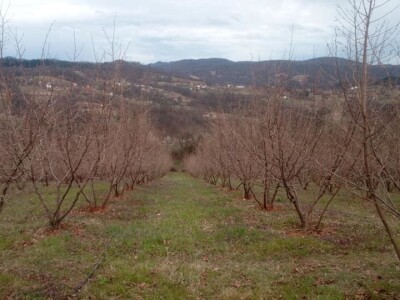 Lješnjak i orašasti plodovi su kulture nove generacije