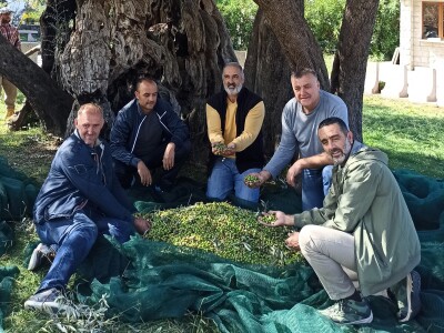 EKSKLUZIVNO - Sa masline stare 2.246 godina ubrali više od 100 kilograma vrhunskih plodova