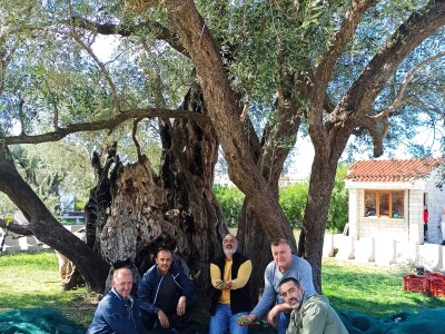 EKSKLUZIVNO - Sa masline stare 2.246 godina ubrali više od 100 kilograma vrhunskih plodova