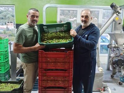 EKSKLUZIVNO - Sa masline stare 2.246 godina ubrali više od 100 kilograma vrhunskih plodova