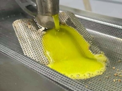 EKSKLUZIVNO - Sa masline stare 2.246 godina ubrali više od 100 kilograma vrhunskih plodova