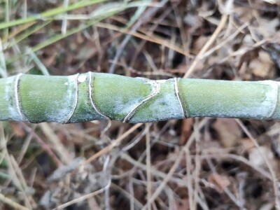 Bambus-Phyllostachys