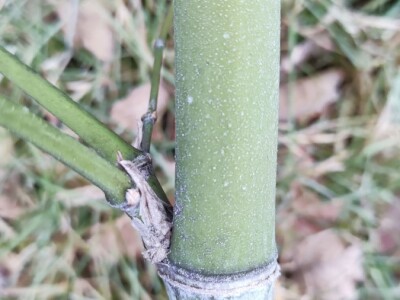 Bambus-Phyllostachys