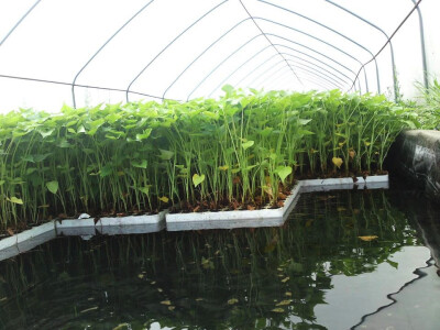 Agrobatat Suhopolje Agrobatat Suhopolje