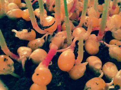 Mikrogreens suncokret Mikrogreens suncokret