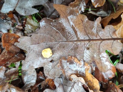 Hrastova osa šiškarica Hrastova osa šiškarica