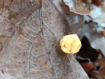 Hrastova osa šiškarica Hrastova osa šiškarica