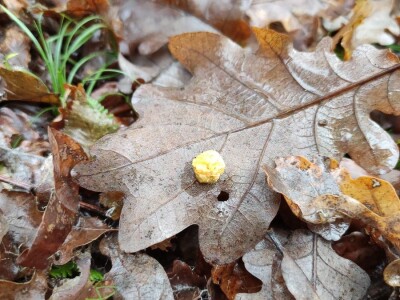 Hrastova osa šiškarica Hrastova osa šiškarica