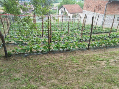 Potpisivanje ugovora za proizvodnju kornišona Potpisivanje ugovora za proizvodnju kornišona