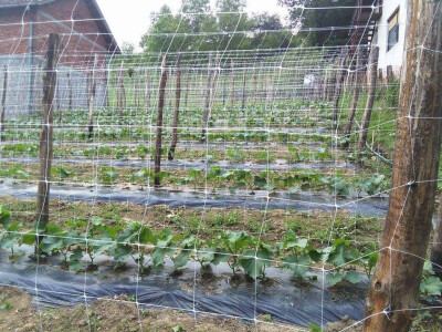 Potpisivanje ugovora za proizvodnju kornišona Potpisivanje ugovora za proizvodnju kornišona