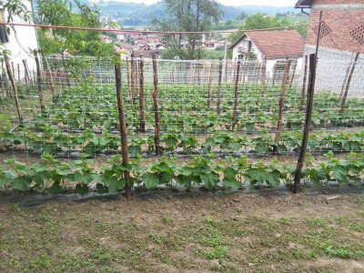 Potpisivanje ugovora za proizvodnju kornišona Potpisivanje ugovora za proizvodnju kornišona