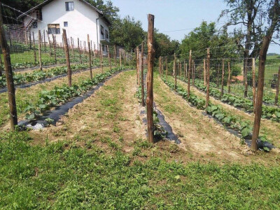 Potpisivanje ugovora za proizvodnju kornišona Potpisivanje ugovora za proizvodnju kornišona