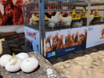 Nacionalna izložba stoke na 90. Sajmu poljoprivrede u Novom Sadu