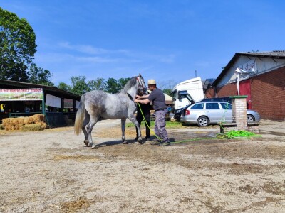 Javno ocenjivanje konja