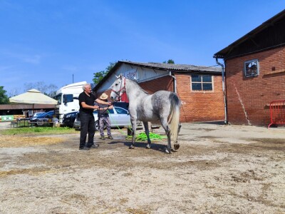 Javno ocenjivanje konja