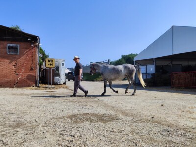 Javno ocenjivanje konja