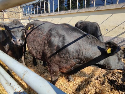 Nacionalna izložba stoke na 90. Sajmu poljoprivrede u Novom Sadu