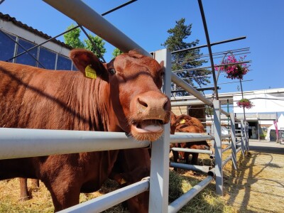 Nacionalna izložba stoke na 90. Sajmu poljoprivrede u Novom Sadu