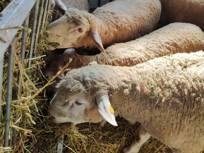 Nacionalna izložba stoke na 90. Sajmu poljoprivrede u Novom Sadu