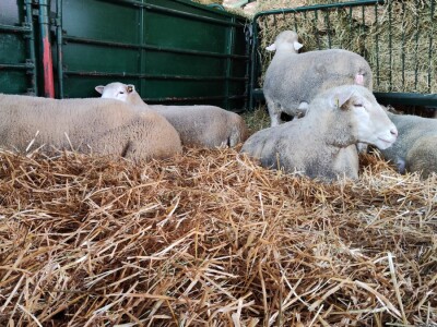 Nacionalna izložba stoke na 90. Sajmu poljoprivrede u Novom Sadu