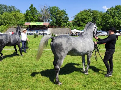 Javno ocenjivanje konja