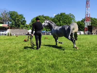 Javno ocenjivanje konja