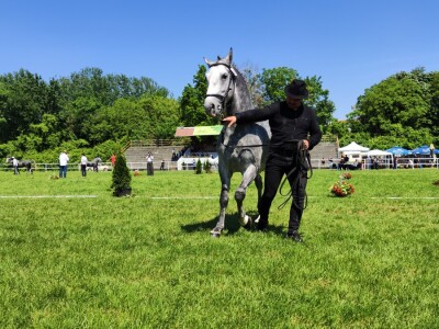 Javno ocenjivanje konja
