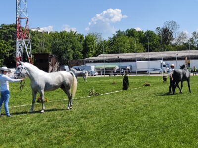 Javno ocenjivanje konja