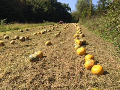 OPG Kovač OPG Kovač