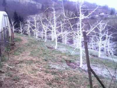 Domaće sorte voća Domaće sorte voća