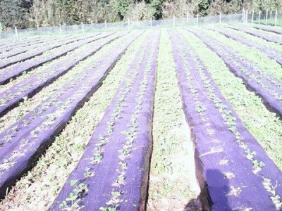 Domaće sorte voća Domaće sorte voća