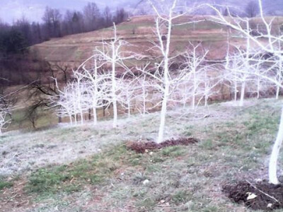 Domaće sorte voća Domaće sorte voća